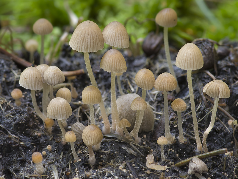 Psathyrella tenuicula